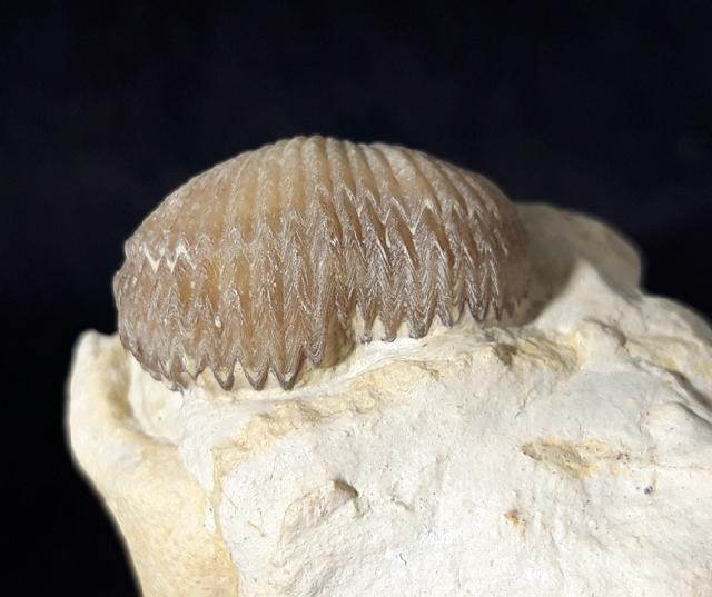 Cyclothyris globosa (ARNAUD 1872) - Bild © FossNet FossilienStore
